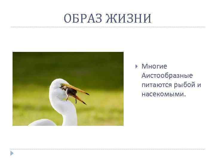 ОБРАЗ ЖИЗНИ Многие Аистообразные питаются рыбой и насекомыми. 
