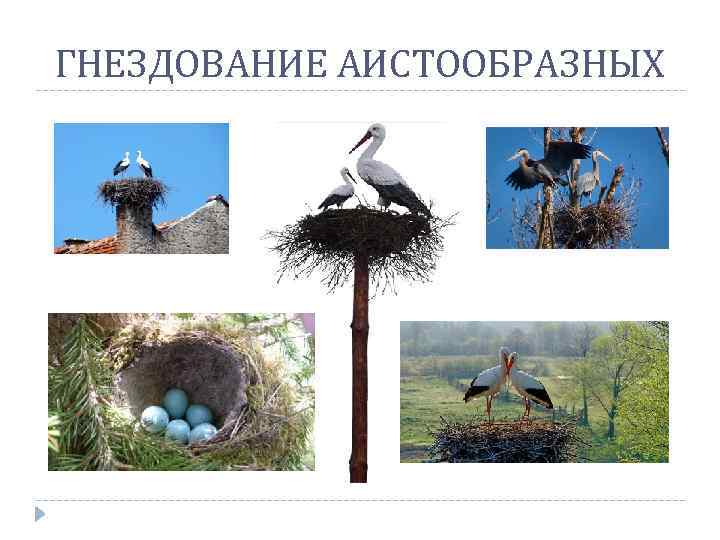ГНЕЗДОВАНИЕ АИСТООБРАЗНЫХ 