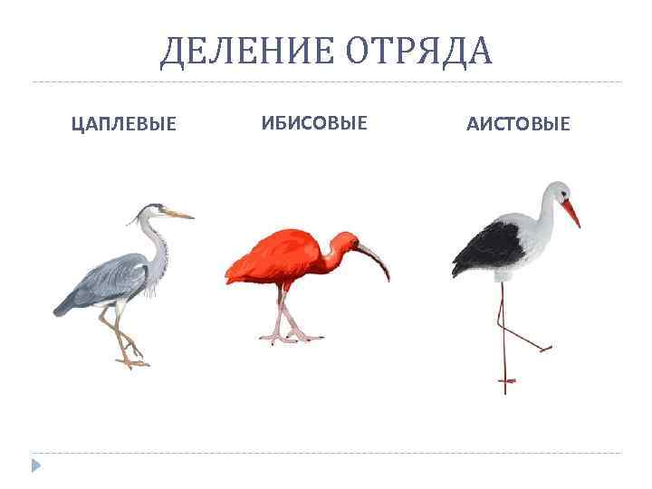 ДЕЛЕНИЕ ОТРЯДА ЦАПЛЕВЫЕ ИБИСОВЫЕ АИСТОВЫЕ 