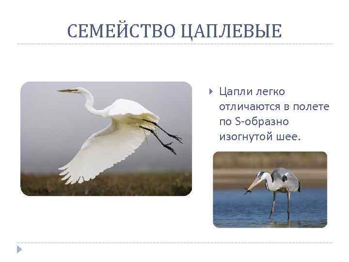 СЕМЕЙСТВО ЦАПЛЕВЫЕ Цапли легко отличаются в полете по S-образно изогнутой шее. 