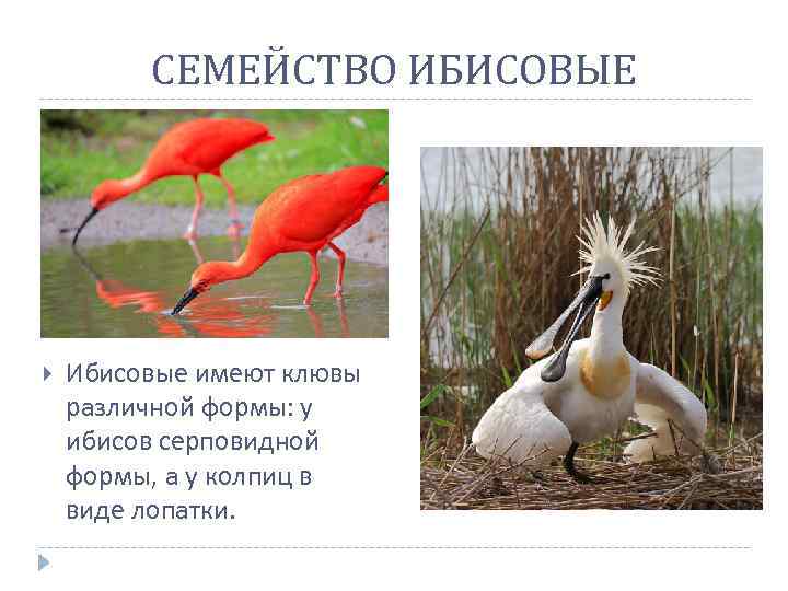 СЕМЕЙСТВО ИБИСОВЫЕ Ибисовые имеют клювы различной формы: у ибисов серповидной формы, а у колпиц