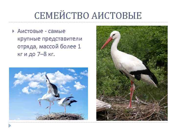 СЕМЕЙСТВО АИСТОВЫЕ Аистовые - самые крупные представители отряда, массой более 1 кг и до