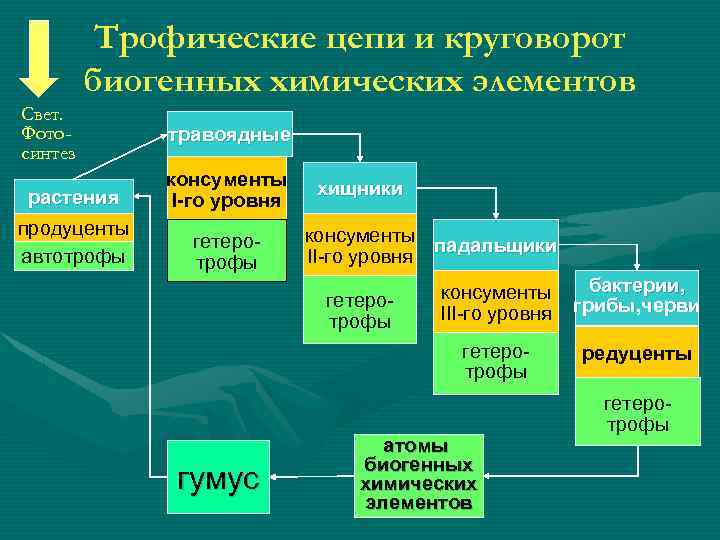 Трофические цепи и круговорот биогенных химических элементов Свет. Фотосинтез травоядные растения консументы I-го уровня