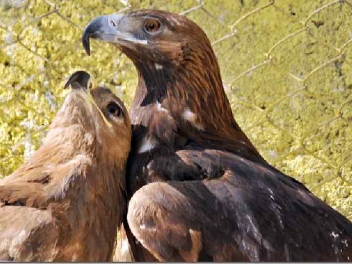 Любовь игл. Орлица самка орла. Орёл Беркут самка и самец. Степной Орел самка и самец. Орел самец.
