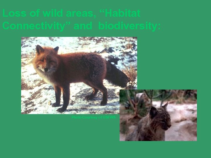 Loss of wild areas, “Habitat Connectivity” and biodiversity: Photo Courtesy of USFWS 