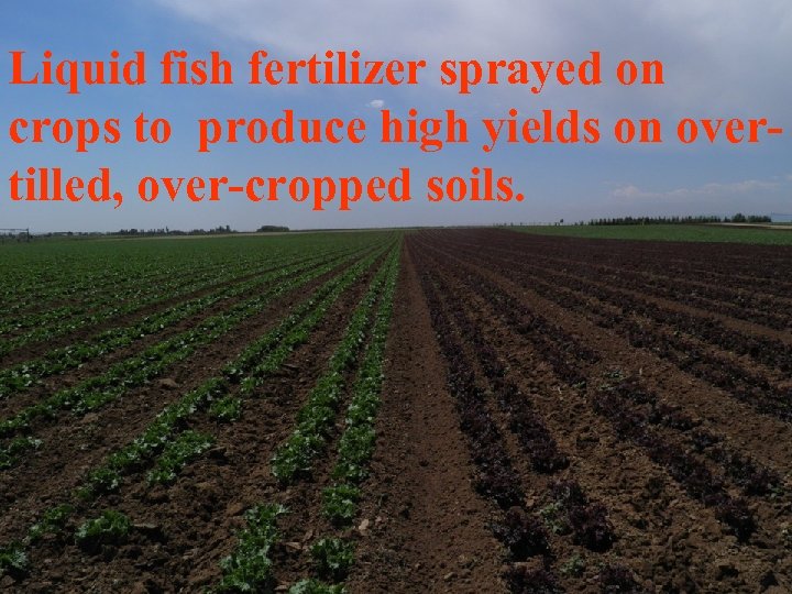 Liquid fish fertilizer sprayed on crops to produce high yields on overtilled, over-cropped soils.