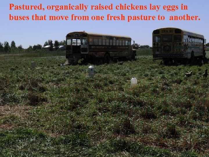 Pastured, organically raised chickens lay eggs in buses that move from one fresh pasture