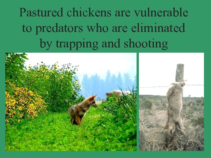 Pastured chickens are vulnerable to predators who are eliminated by trapping and shooting 
