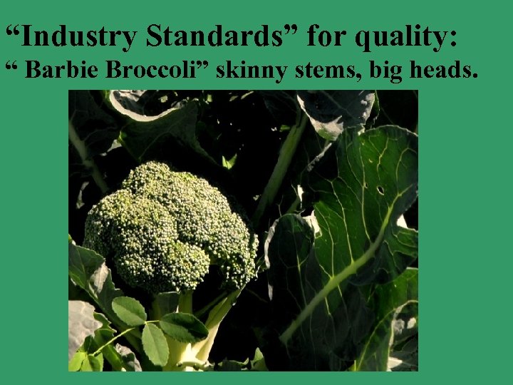 “Industry Standards” for quality: “ Barbie Broccoli” skinny stems, big heads. 