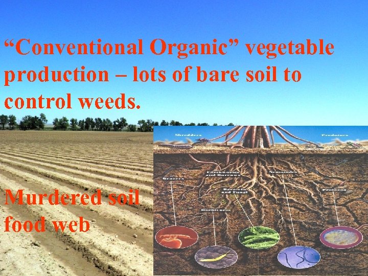 “Conventional Organic” vegetable production – lots of bare soil to control weeds. Murdered soil