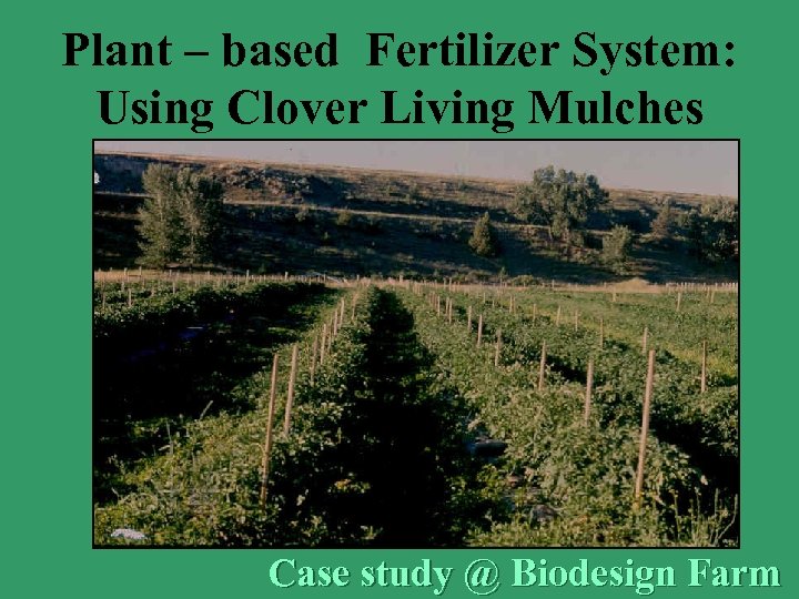 Plant – based Fertilizer System: Using Clover Living Mulches Case study @ Biodesign Farm
