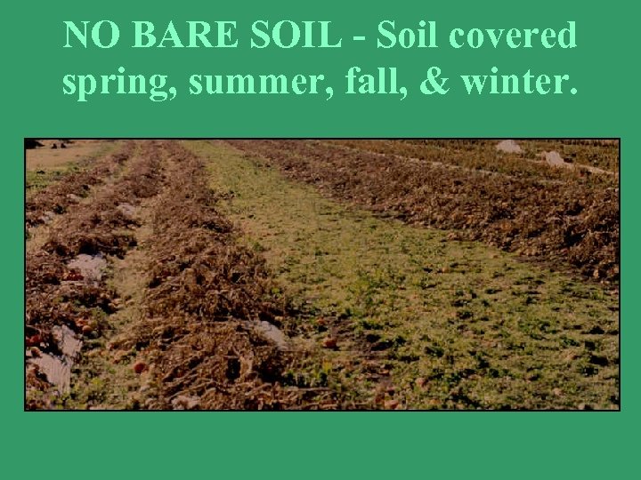 NO BARE SOIL - Soil covered spring, summer, fall, & winter. 