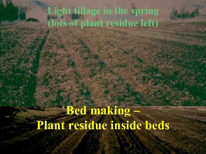 Light tillage in the spring (lots of plant residue left) Bed making – Plant