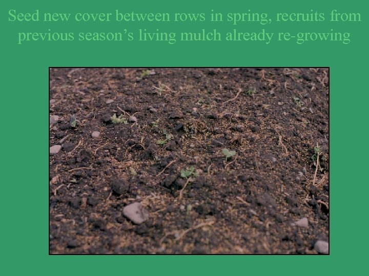 Seed new cover between rows in spring, recruits from previous season’s living mulch already