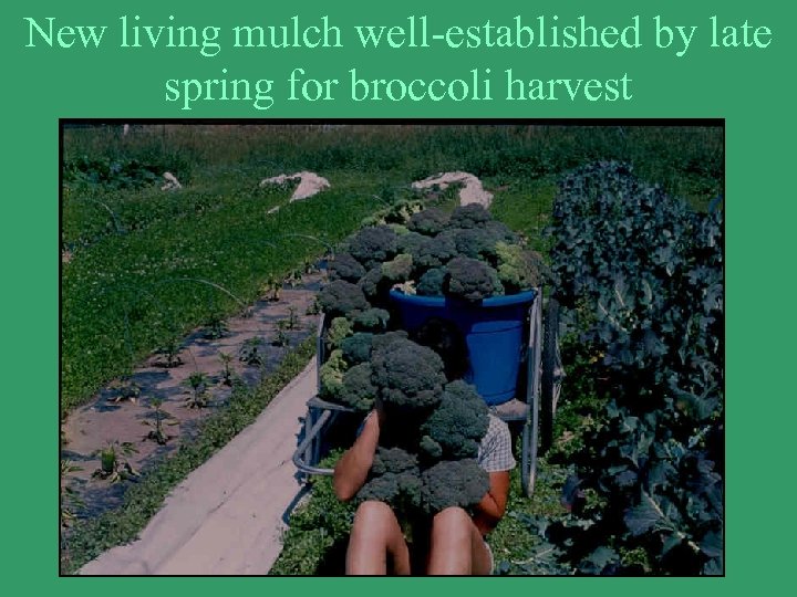 New living mulch well-established by late spring for broccoli harvest 