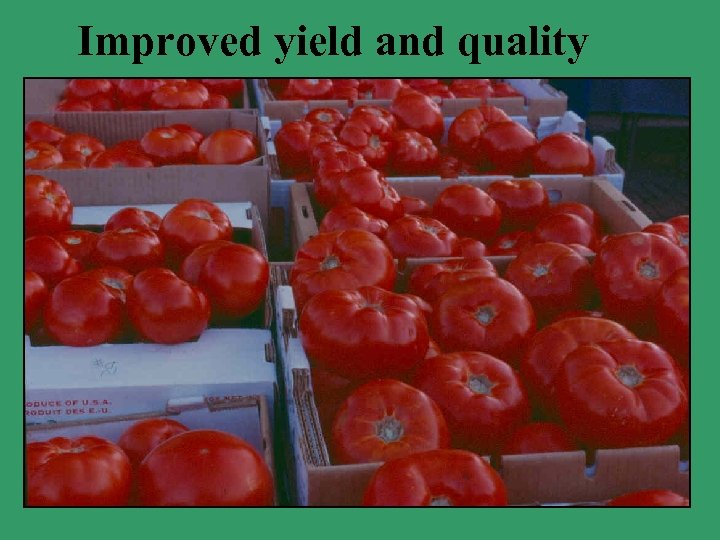 Improved yield and quality 