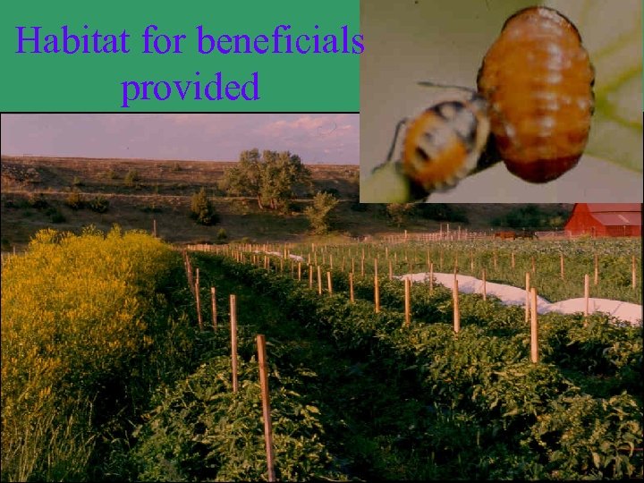 Habitat for beneficials provided 