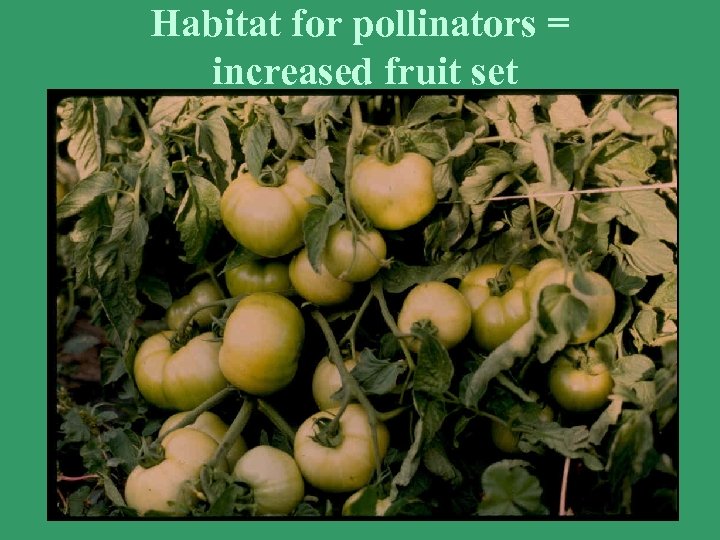 Habitat for pollinators = increased fruit set 
