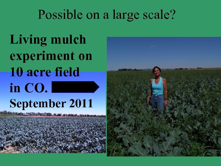 Possible on a large scale? Living mulch experiment on 10 acre field in CO.