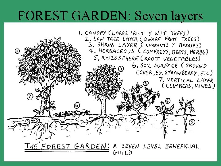 FOREST GARDEN: Seven layers 
