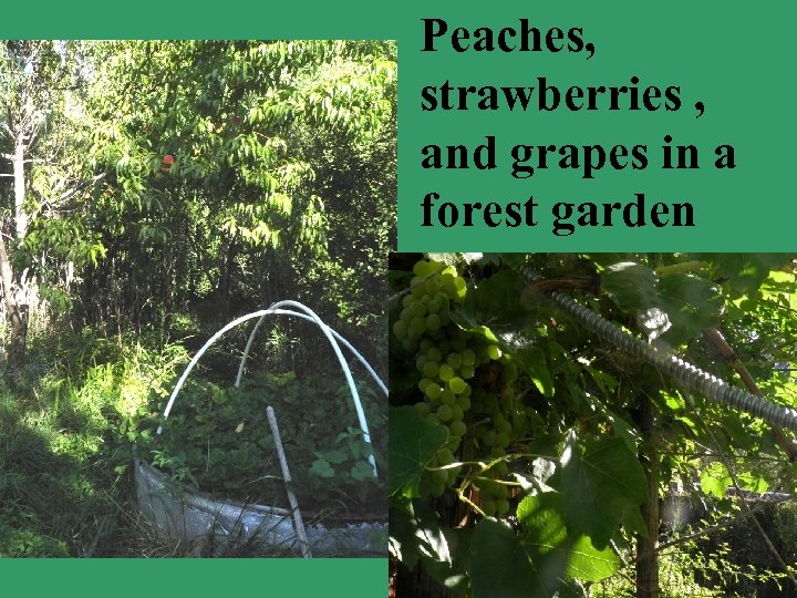 Peaches, strawberries , and grapes in a forest garden 