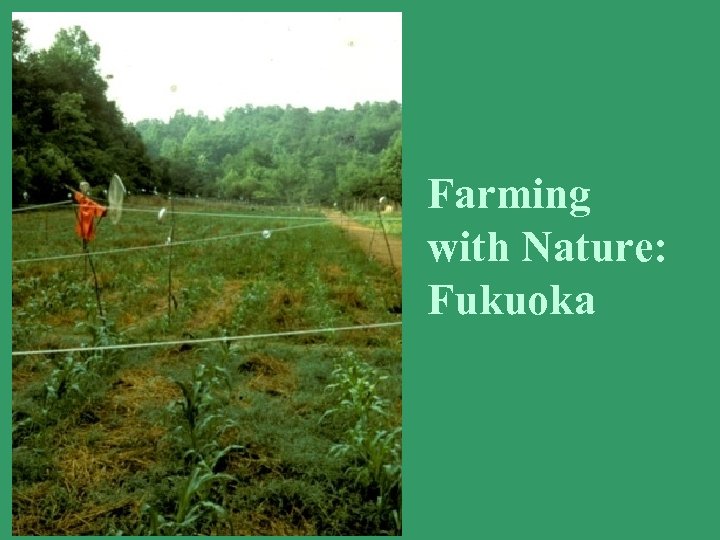 Farming with Nature: Fukuoka 