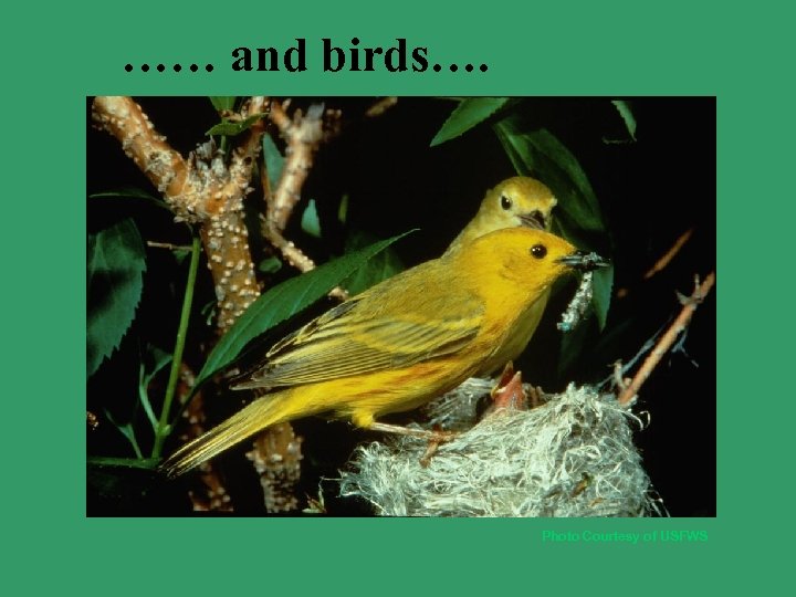 …… and birds…. Photo Courtesy of USFWS 