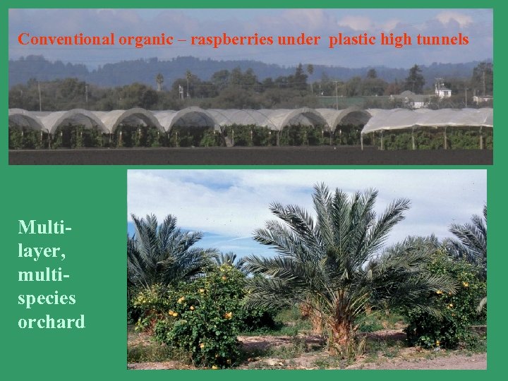 Conventional organic – raspberries under plastic high tunnels Multilayer, multispecies orchard 