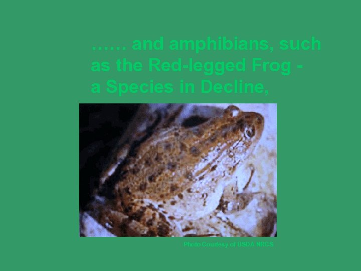 …… and amphibians, such as the Red-legged Frog a Species in Decline, Photo Courtesy
