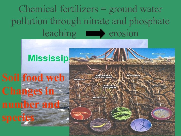 Chemical fertilizers = ground water pollution through nitrate and phosphate leaching erosion Mississippi Delta
