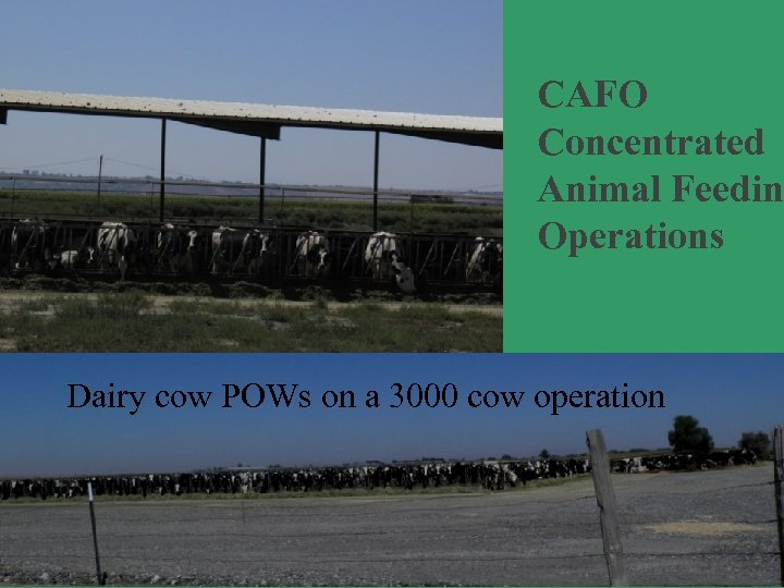 CAFO Concentrated Animal Feedin Operations Dairy cow POWs on a 3000 cow operation 
