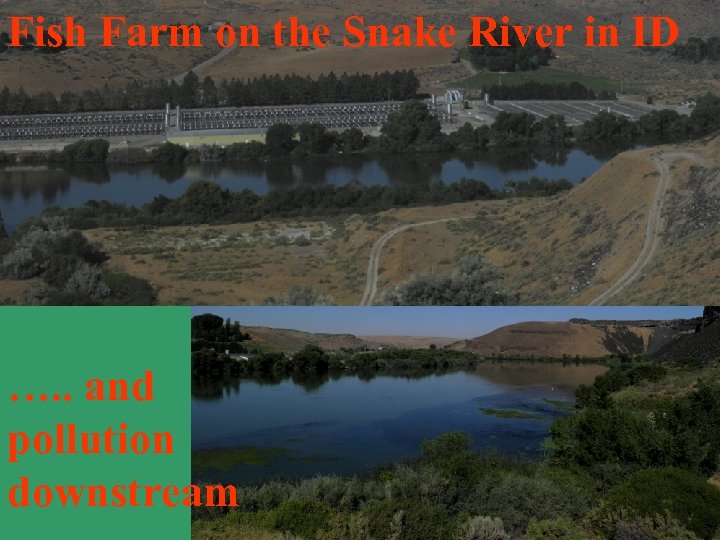 Fish Farm on the Snake River in ID …. . and pollution downstream 