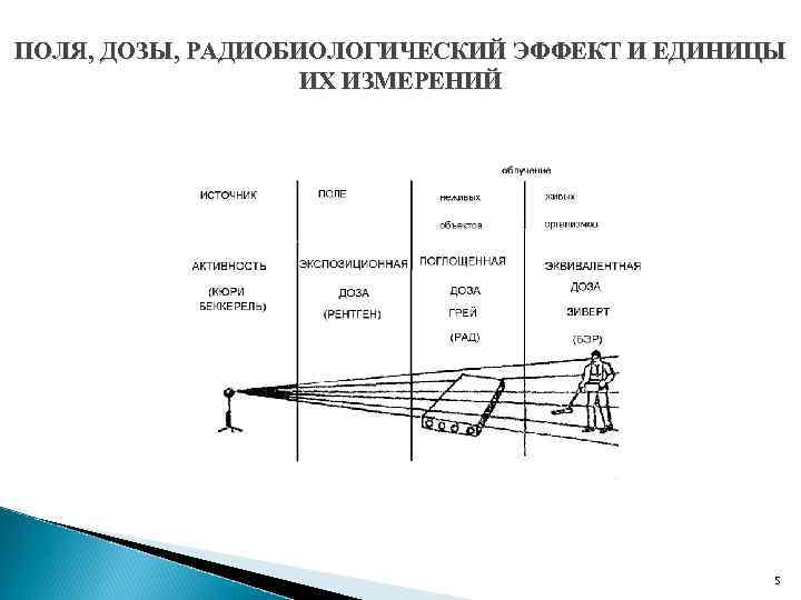 ПОЛЯ, ДОЗЫ, РАДИОБИОЛОГИЧЕСКИЙ ЭФФЕКТ И ЕДИНИЦЫ ИХ ИЗМЕРЕНИЙ 5 