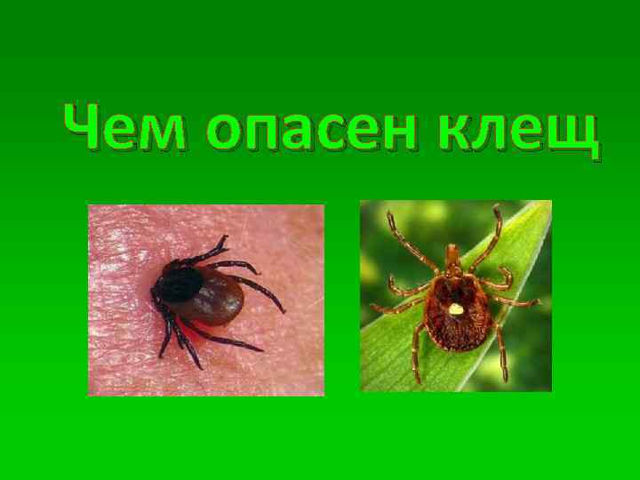 Чем опасен клещ 