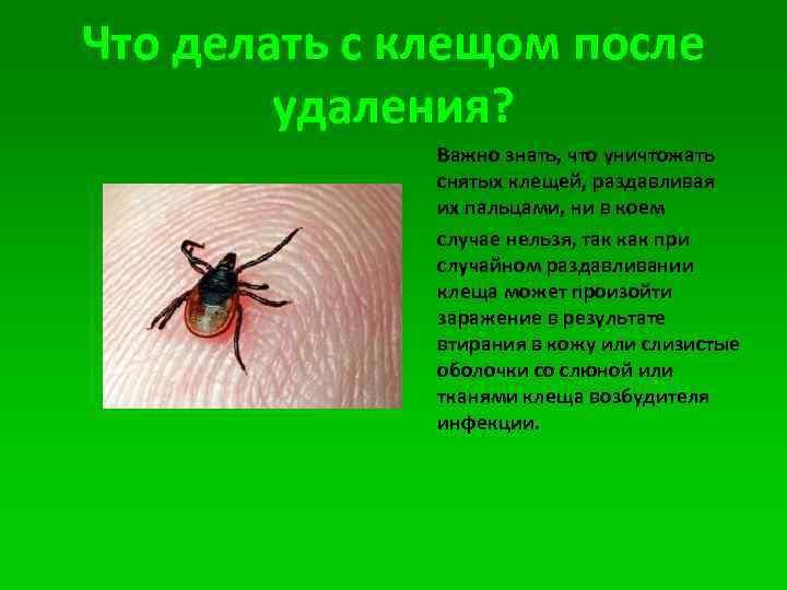 Что делать c клещом после удаления? Важно знать, что уничтожать снятых клещей, раздавливая их