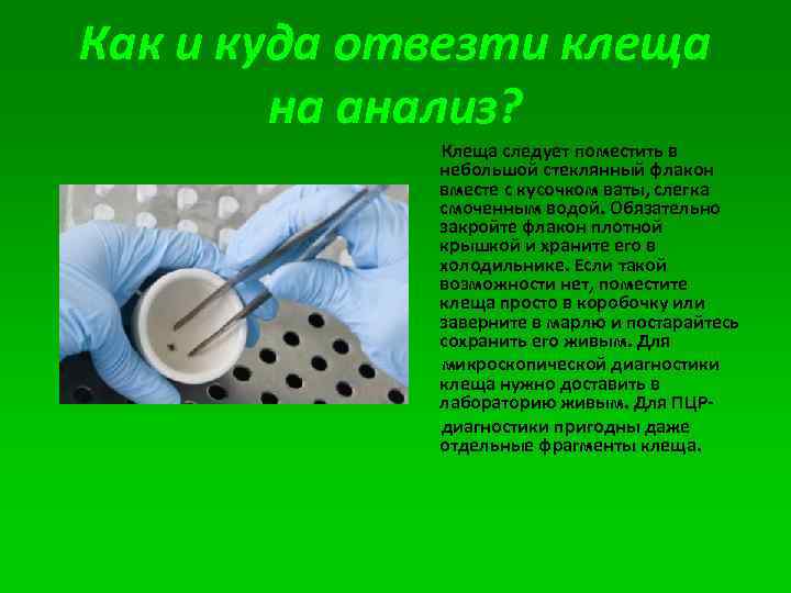 Как и куда отвезти клеща на анализ? Клеща следует поместить в небольшой стеклянный флакон