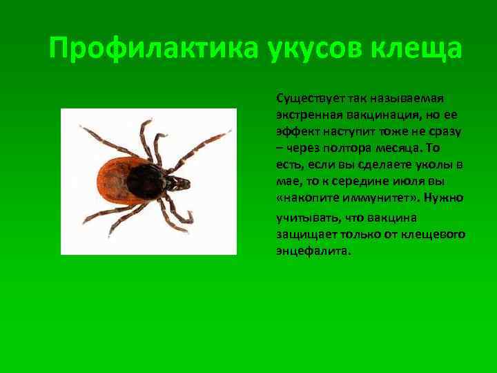 Профилактика укусов клеща Существует так называемая экстренная вакцинация, но ее эффект наступит тоже не