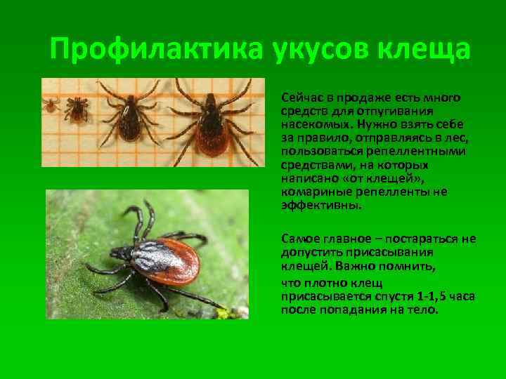 Профилактика укусов клеща Сейчас в продаже есть много средств для отпугивания насекомых. Нужно взять