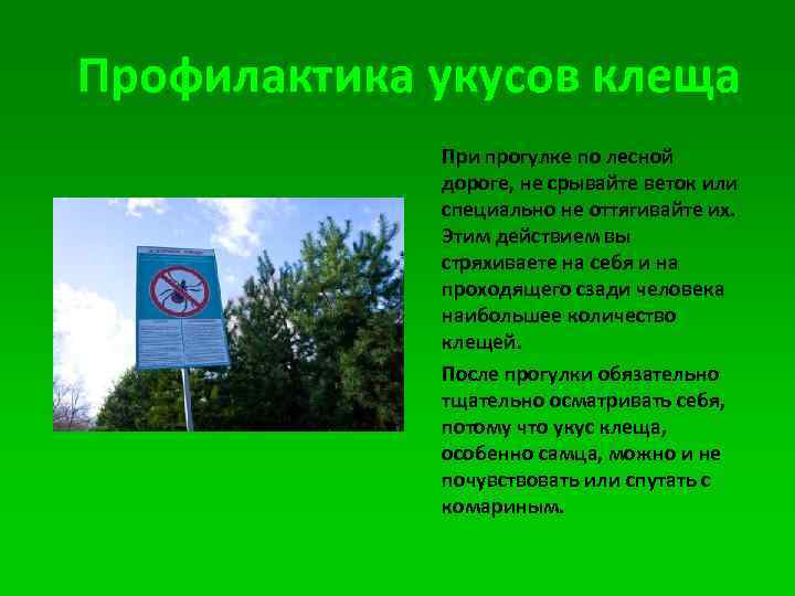 Профилактика укусов клеща При прогулке по лесной дороге, не срывайте веток или специально не