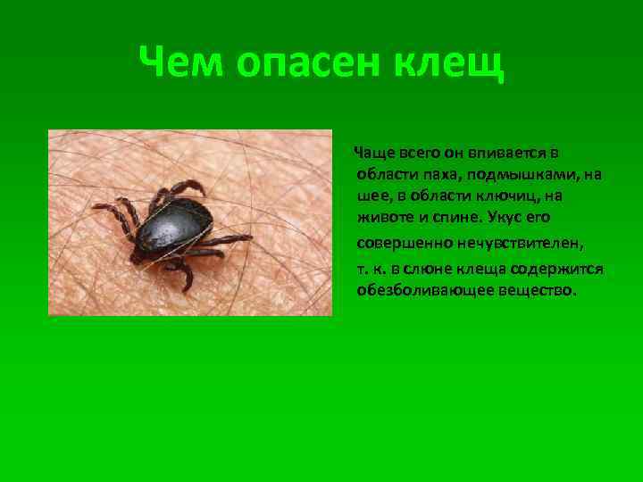 Чем опасен клещ Чаще всего он впивается в области паха, подмышками, на шее, в