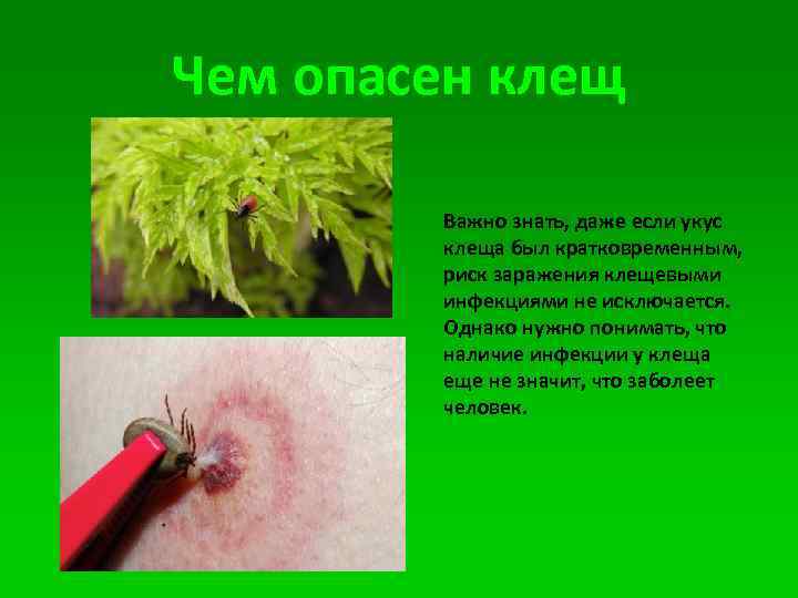 Чем опасен клещ Важно знать, даже если укус клеща был кратковременным, риск заражения клещевыми