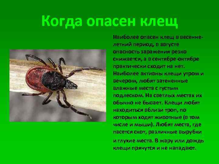 Когда опасен клещ Наиболее опасен клещ в весеннелетний период, в августе опасность заражения резко