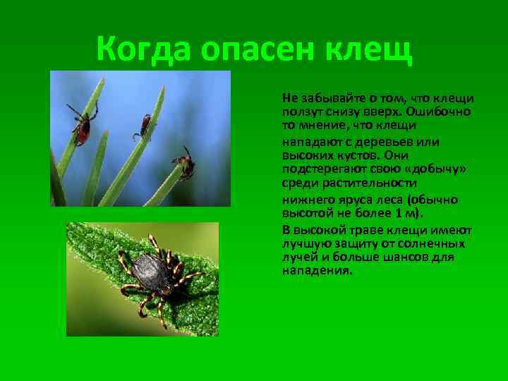 Когда опасен клещ Не забывайте о том, что клещи ползут снизу вверх. Ошибочно то