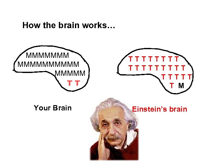 How the brain works… MMMMMMMMMM TT TTTTTTTTT T M Your Brain Einstein’s brain 