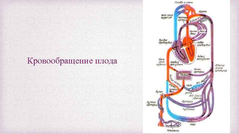 Кровообращение плода 