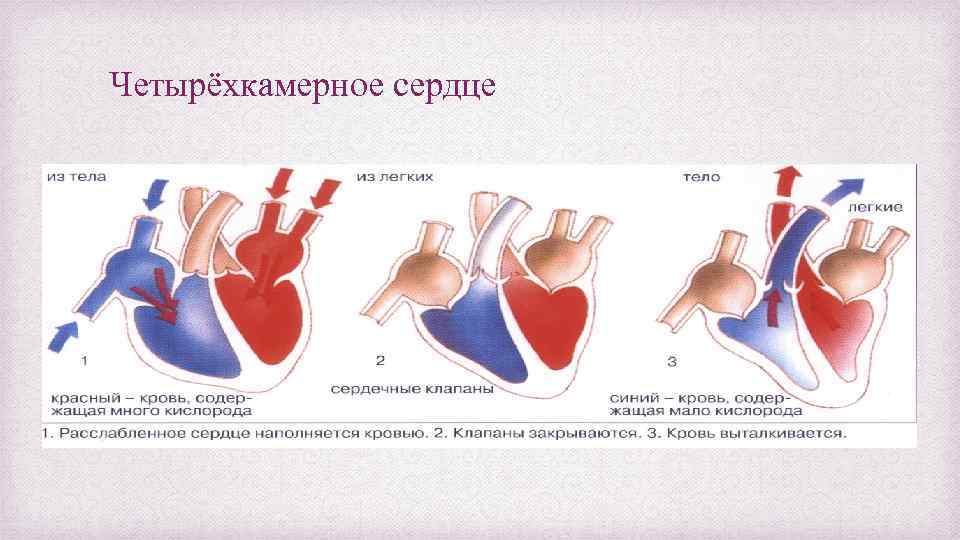 Четырёхкамерное сердце 