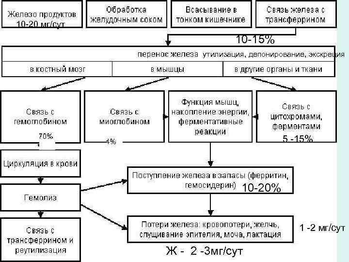 10 -20 мг/сут 10 -15% утилизация, депонирование, экскреция 5 -15% 10 -20% 1 -2