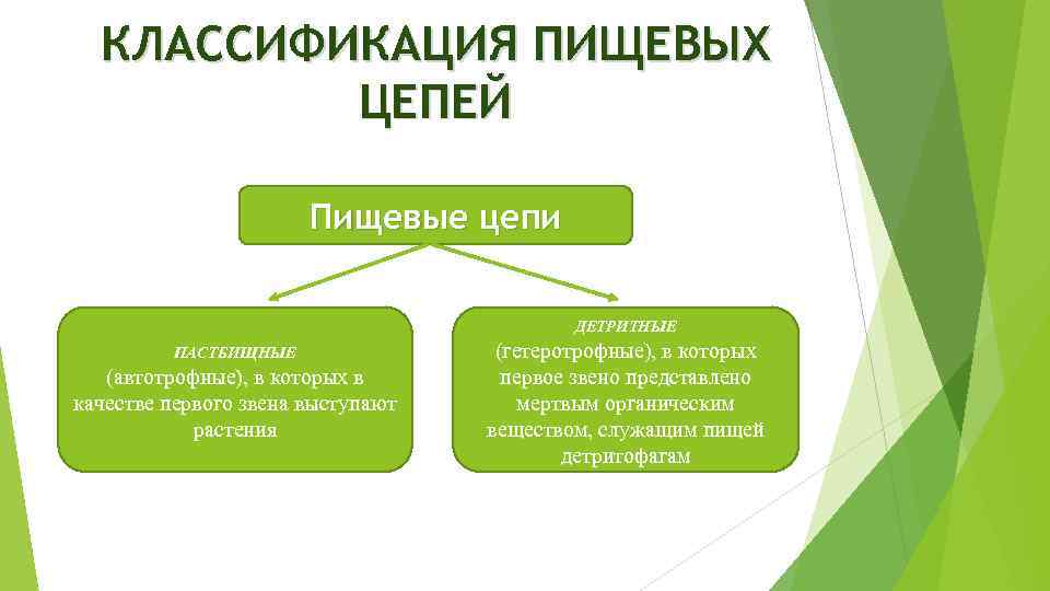 КЛАССИФИКАЦИЯ ПИЩЕВЫХ ЦЕПЕЙ Пищевые цепи ДЕТРИТНЫЕ ПАСТБИЩНЫЕ (автотрофные), в которых в качестве первого звена