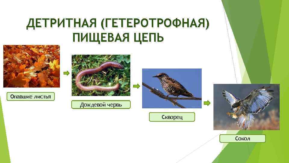 ДЕТРИТНАЯ (ГЕТЕРОТРОФНАЯ) ПИЩЕВАЯ ЦЕПЬ Опавшие листья Дождевой червь Скворец Сокол 