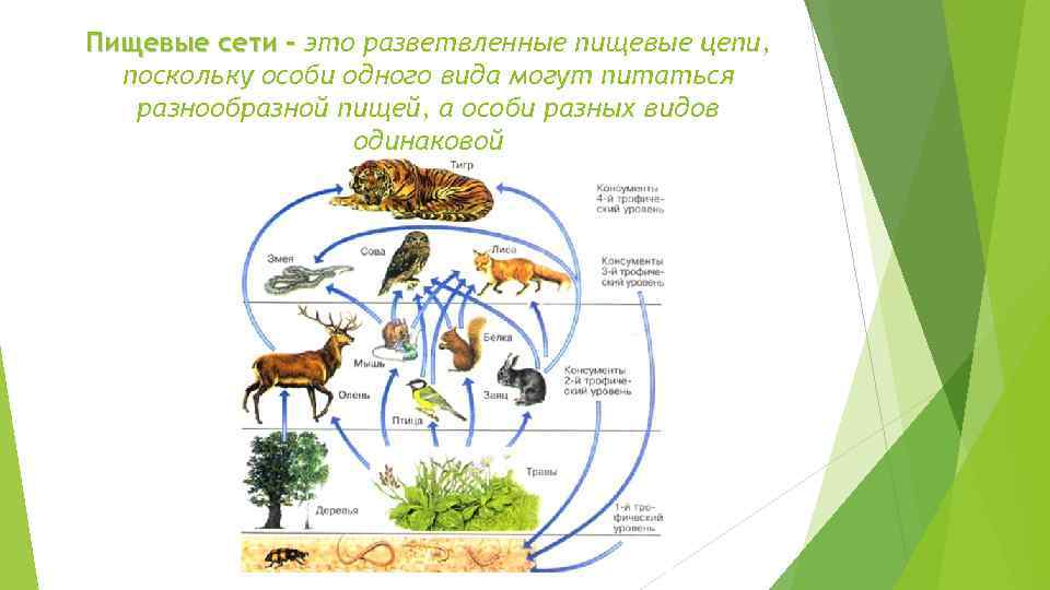 Пищевые сети - это разветвленные пищевые цепи, поскольку особи одного вида могут питаться разнообразной